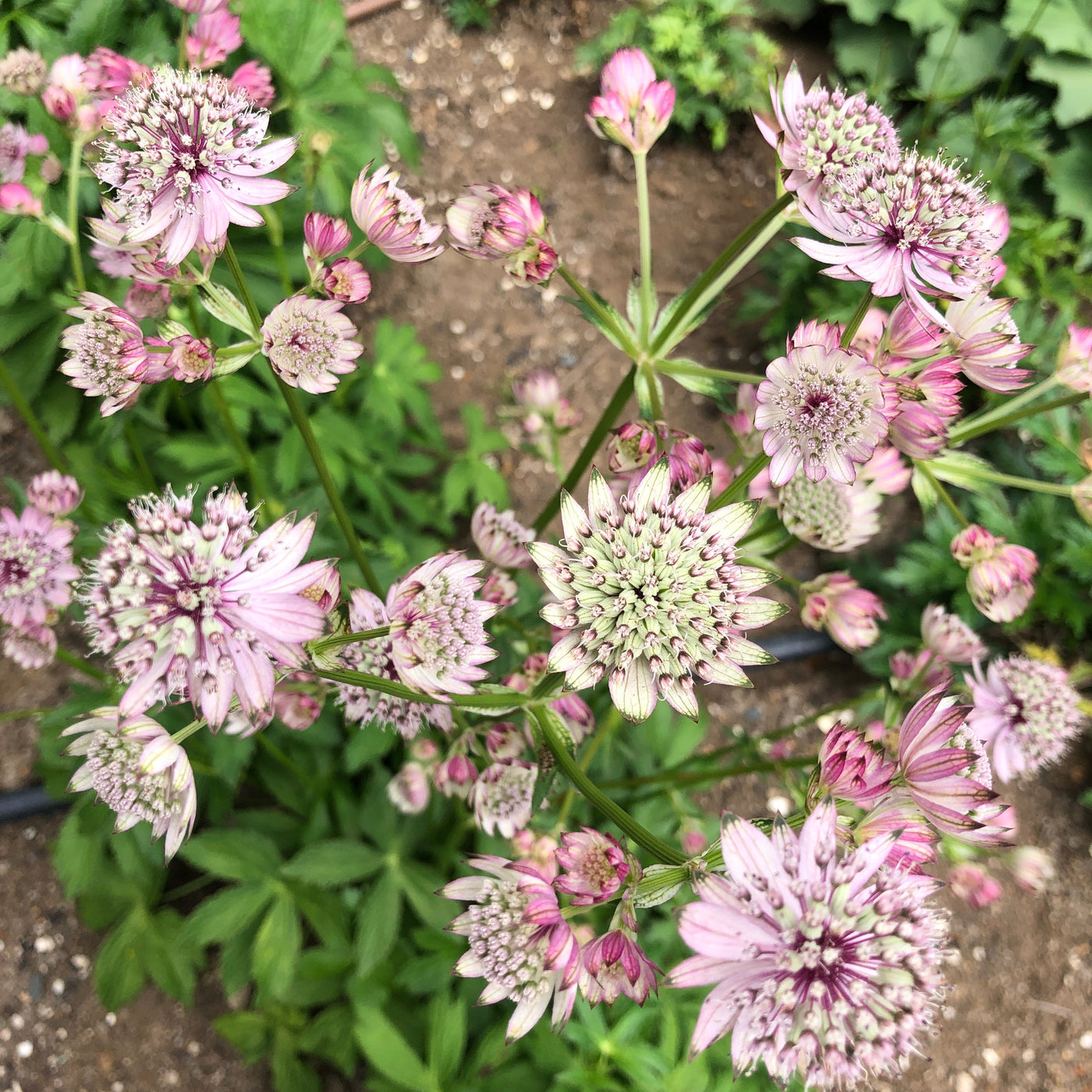 Puriri Lane | Astrantia major 