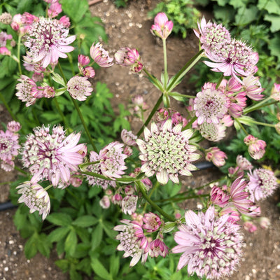 Puriri Lane | Astrantia major 
