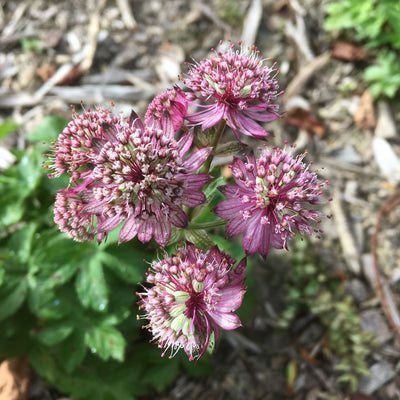Puriri Lane | Astrantia major | Rubra