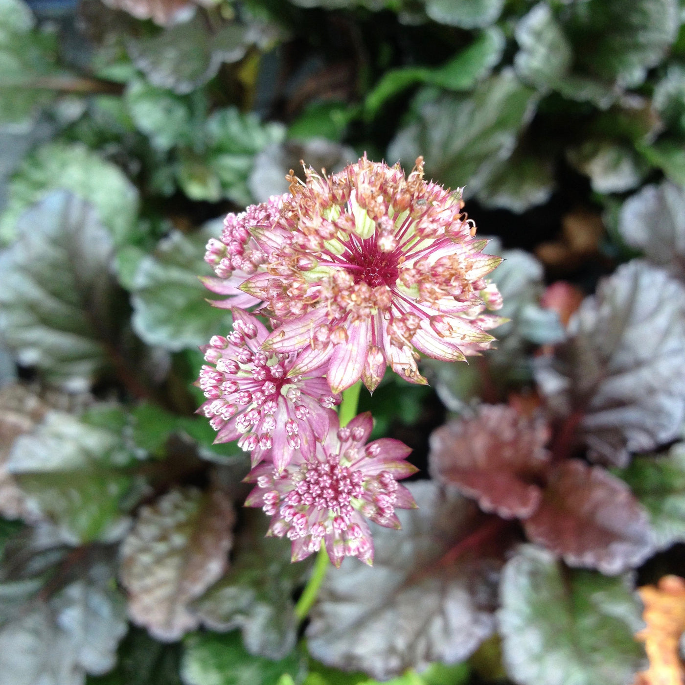 Puriri Lane | Astrantia major | Rubra