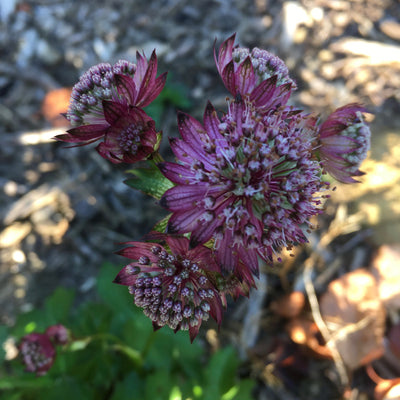 Puriri Lane | Astrantia major | Rubra