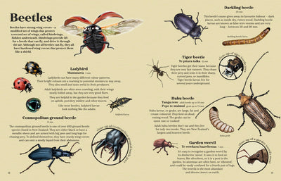 Puriri Lane | Backyard Beasts | Ned Barraud