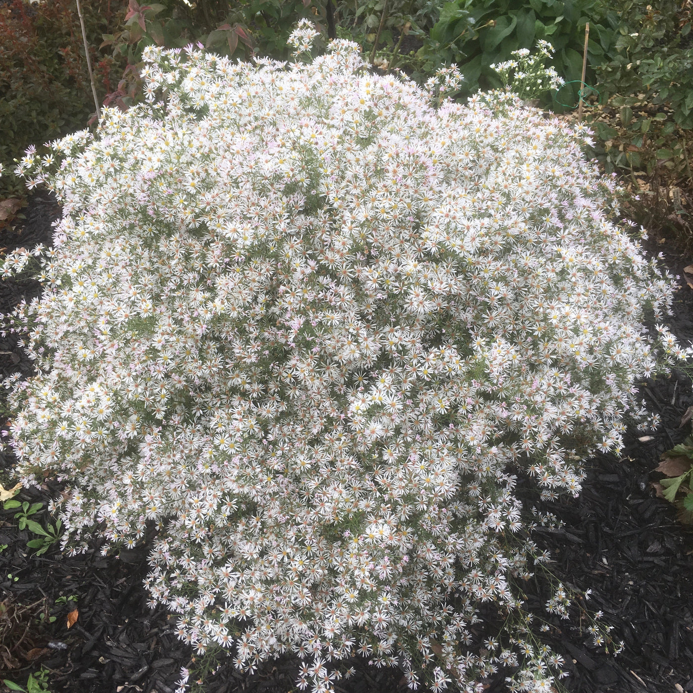 Puriri Lane | Boltonia asteroides