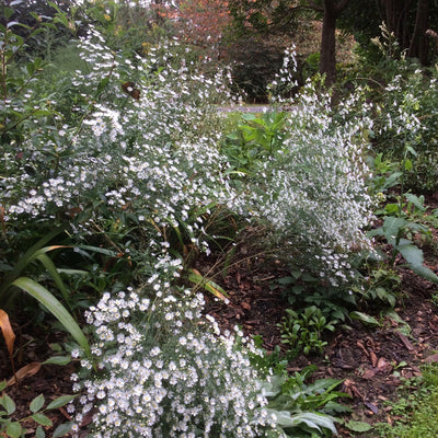 Puriri Lane | Boltonia asteroides