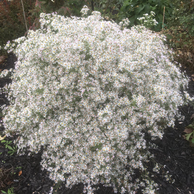 Puriri Lane | Boltonia asteroides
