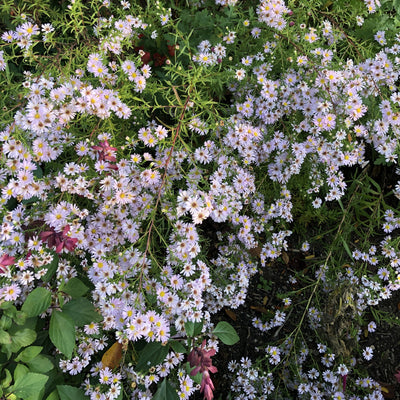 Boltonia asteroides | Pink Beauty