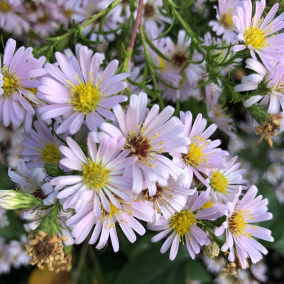 Puriri Lane | Boltonia asteroides | Pink Beauty