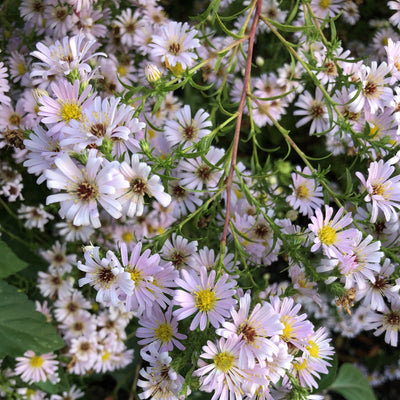 Puriri Lane | Boltonia asteroides | Pink Beauty