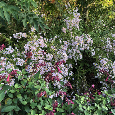 Puriri Lane | Boltonia asteroides | Pink Beauty