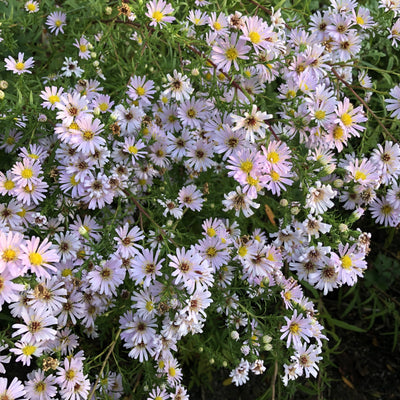Puriri Lane | Boltonia asteroides | Pink Beauty