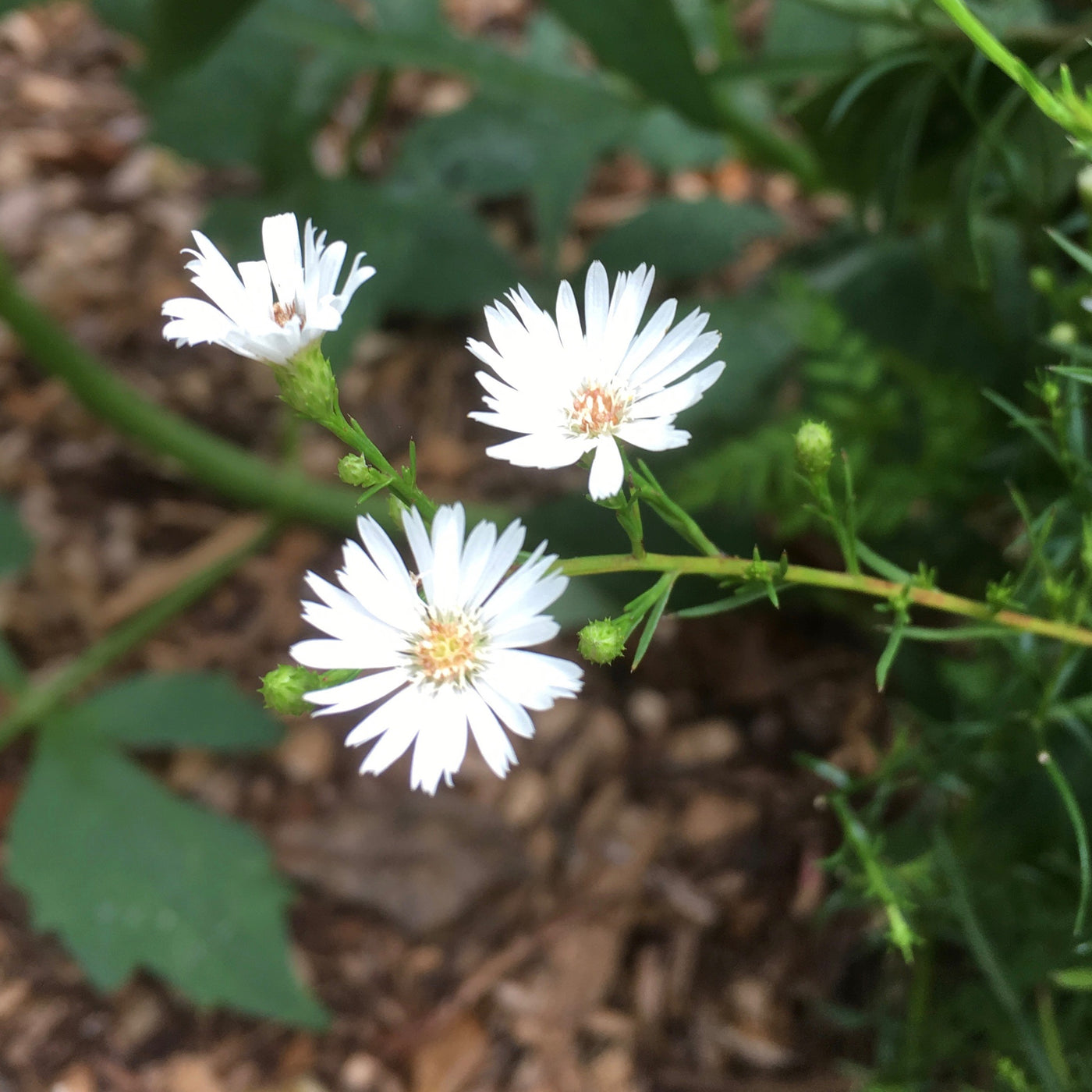 Puriri Lane | Boltonia asteroides