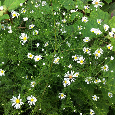 Puriri Lane | Boltonia asteroides