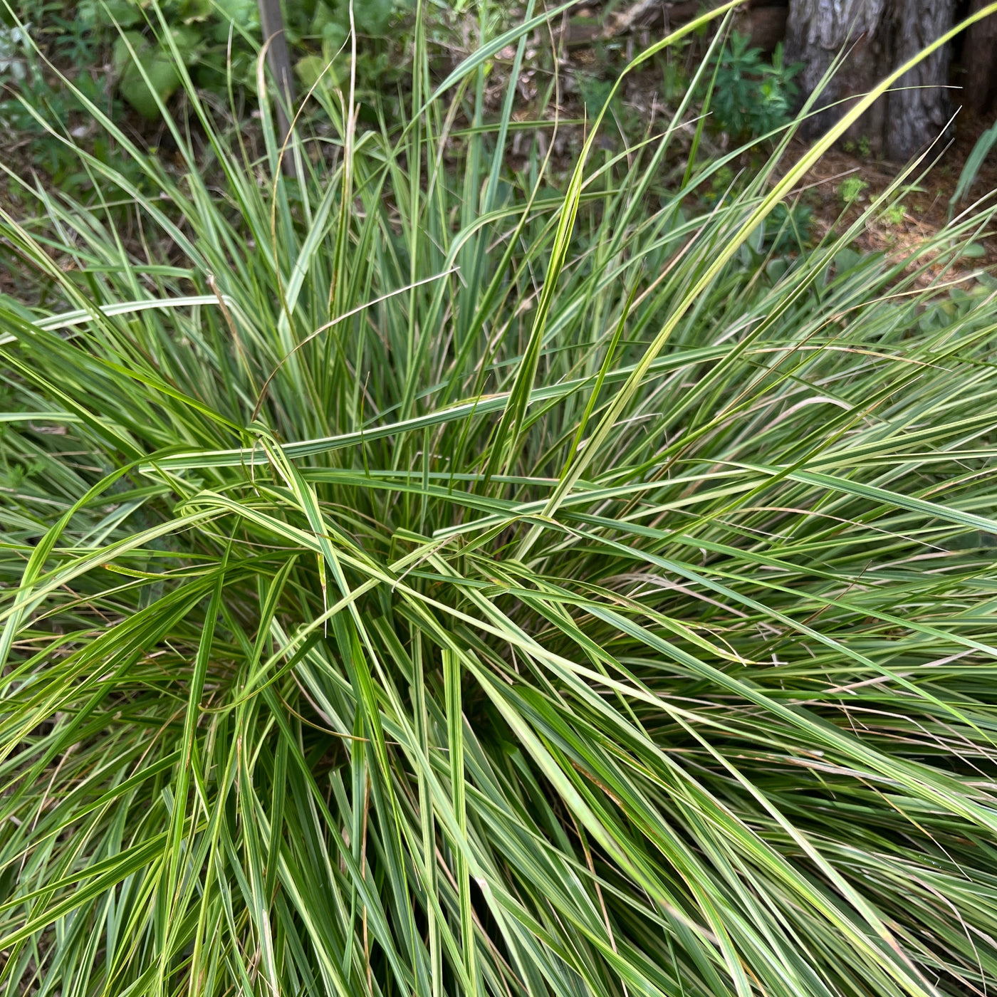 Puriri Lane Calamagrosits acutiflora Overdam