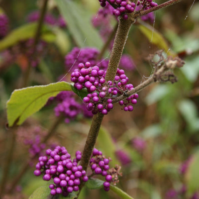 Puriri Lane | Callicarpa dichotoma | Beauty Berry