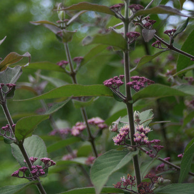 Puriri Lane | Callicarpa dichotoma | Beauty Berry