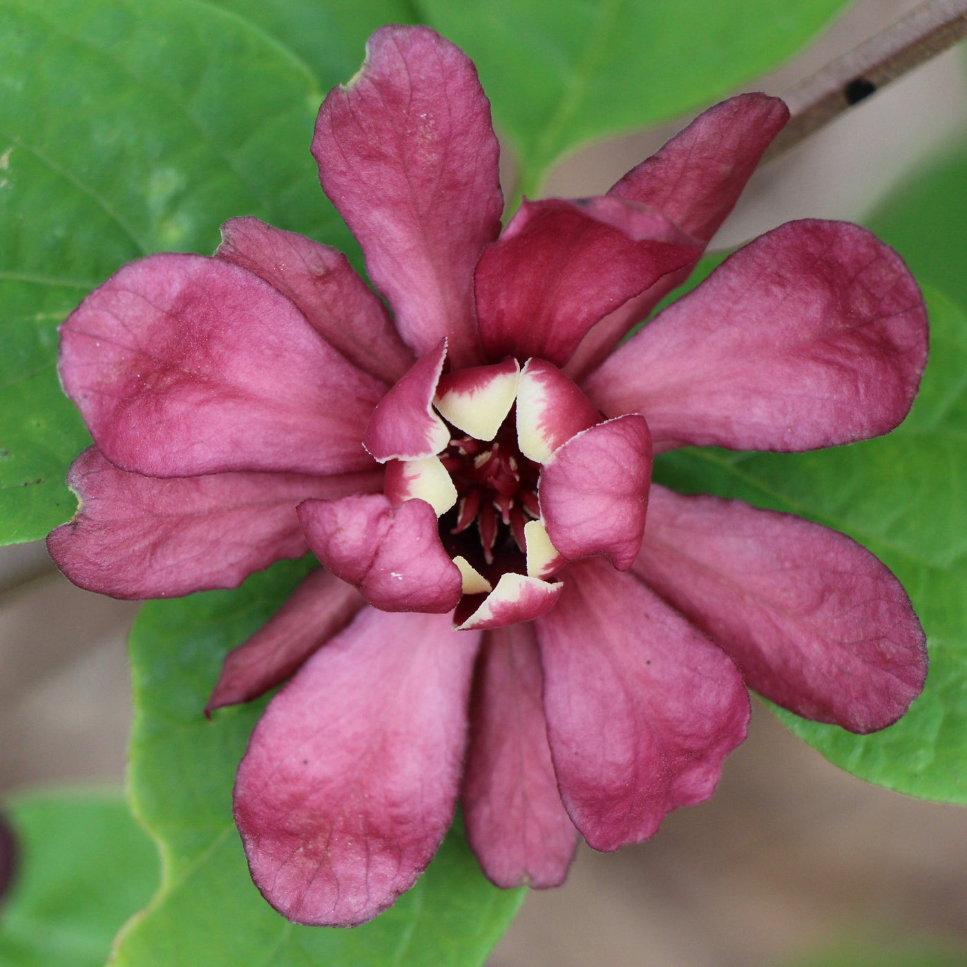 Calycanthus x raulstonii | Hartlage Wine