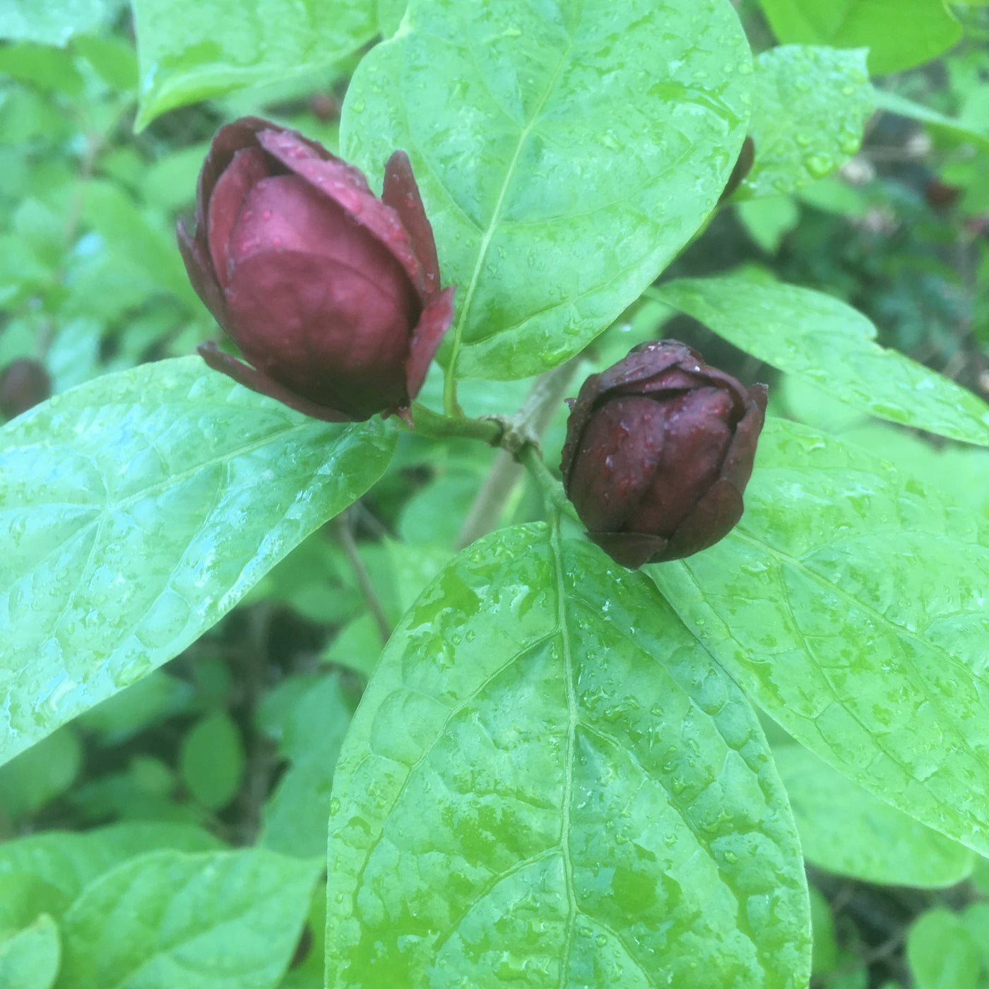 Calycanthus x raulstonii | Hartlage Wine