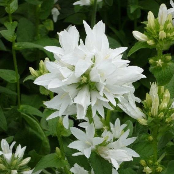 Campanula glomerata var. Alba