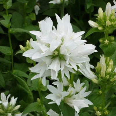 Campanula glomerata var. Alba