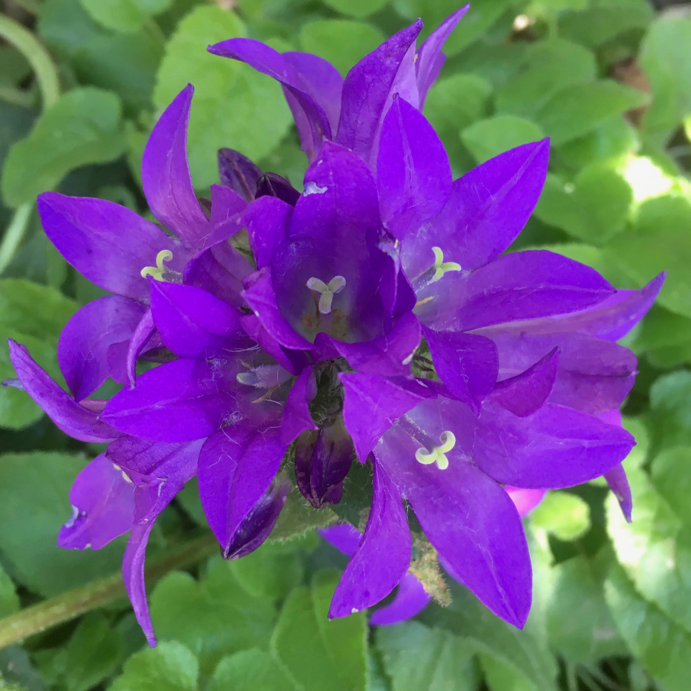 Puriri Lane | Campanula glomerata