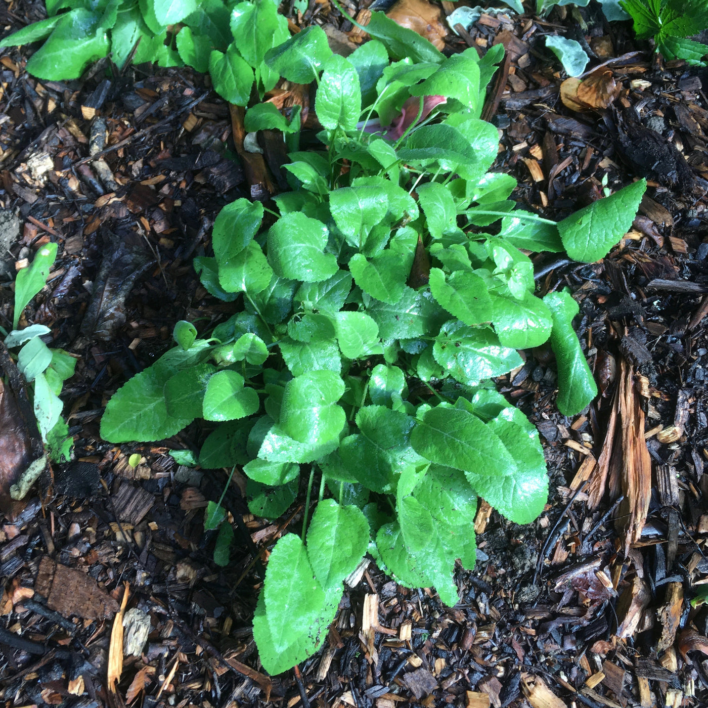 Puriri Lane | Campanula glomerata