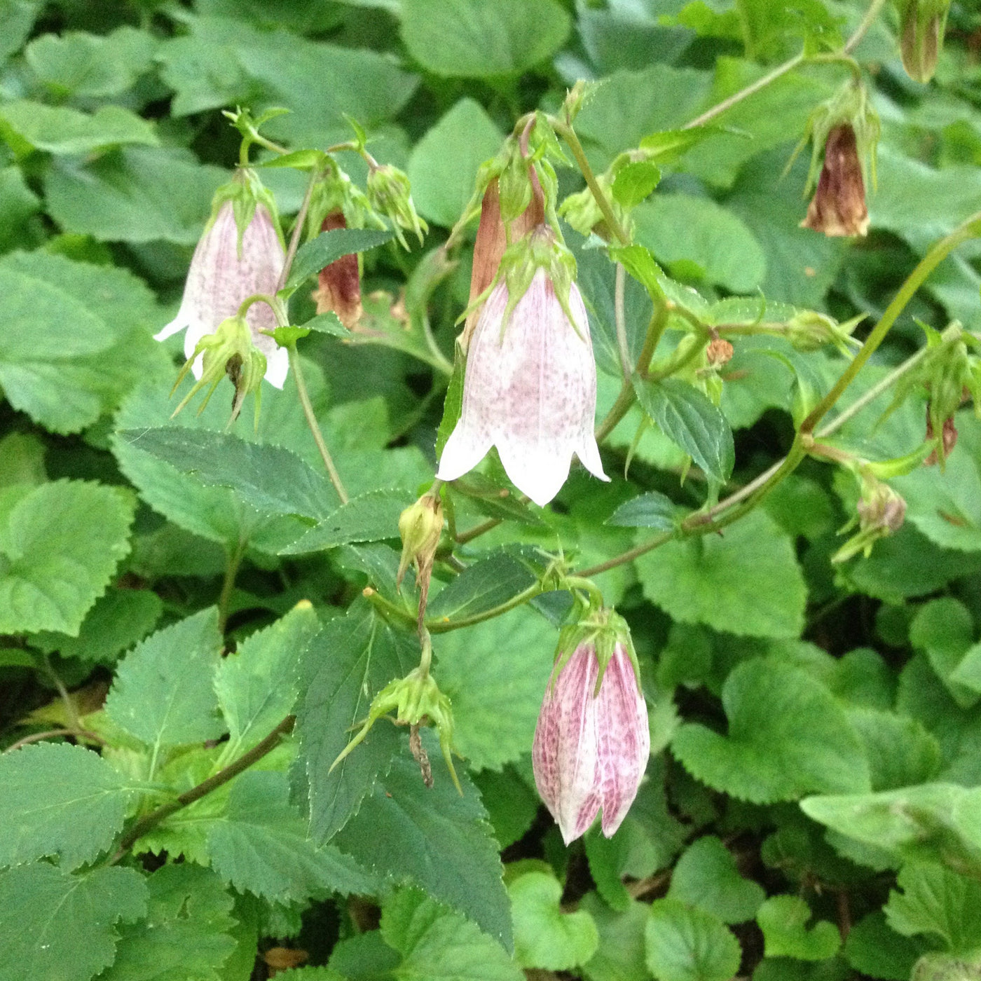 Puriri Lane | Campanula takesimana | Elizabeth