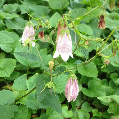 Puriri Lane | Campanula takesimana | Elizabeth