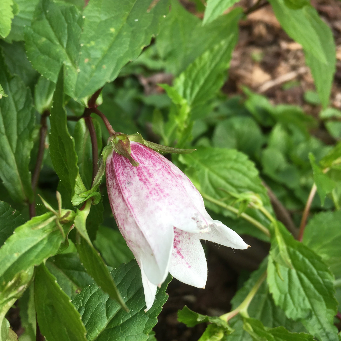 Puriri Lane | Campanula takesimana | Elizabeth
