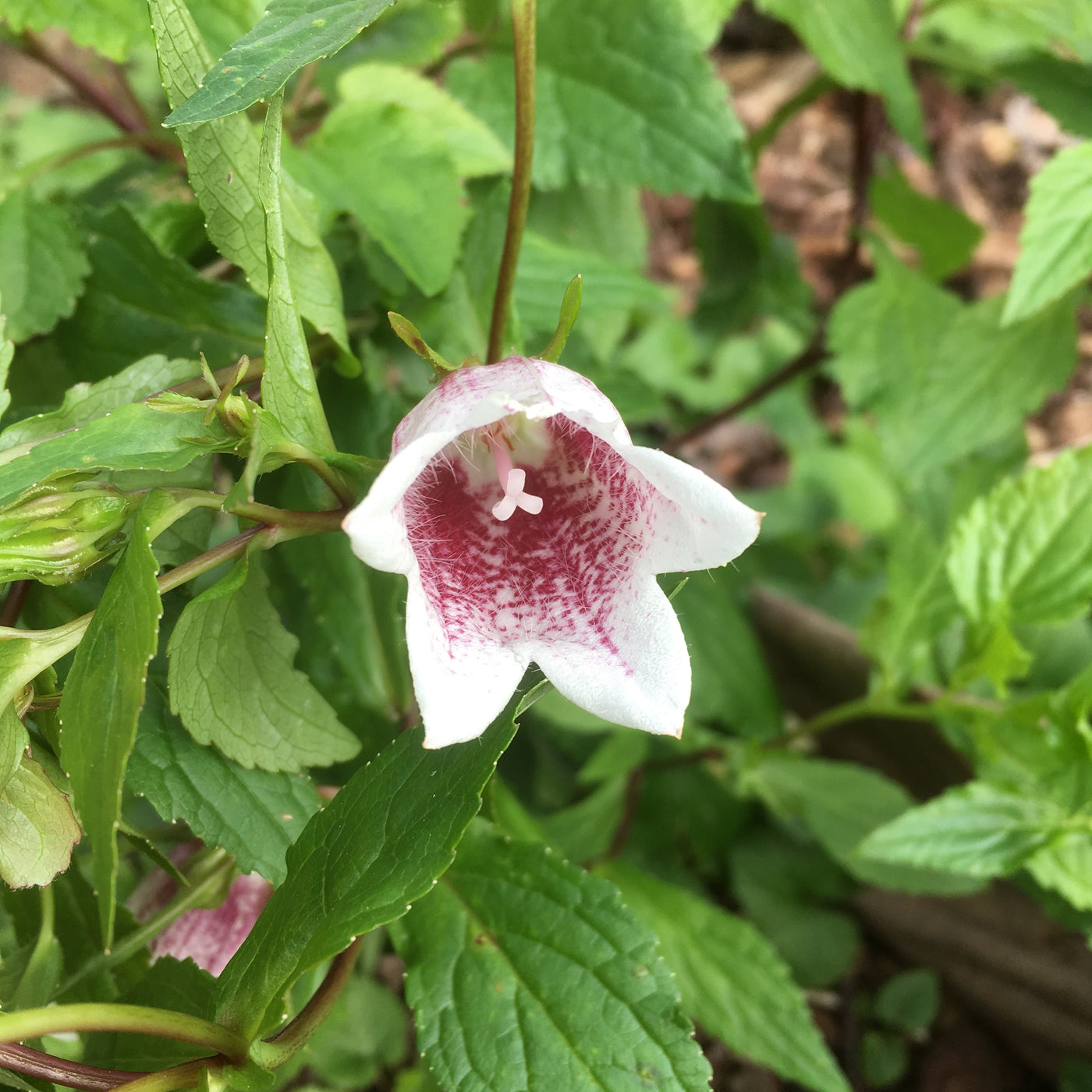 Puriri Lane | Campanula takesimana | Elizabeth