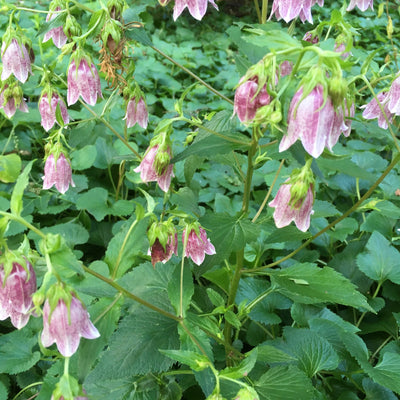 Puriri Lane | Campanula takesimana | Elizabeth