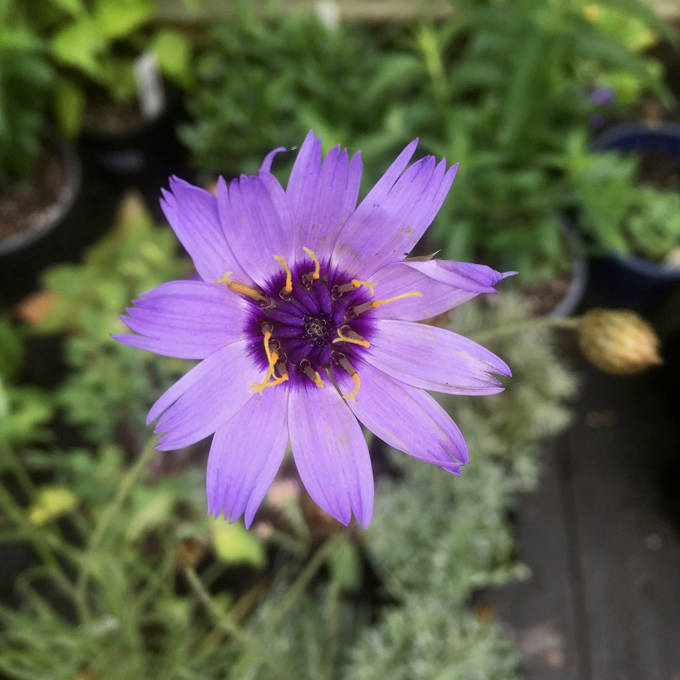 Puriri Lane | Catananche caerulea  | Amor Blue
