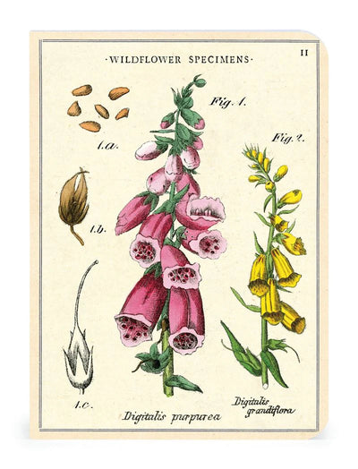 Puriri Lane | Cavallini & Co. | Wildflower Notebooks | Set of 3