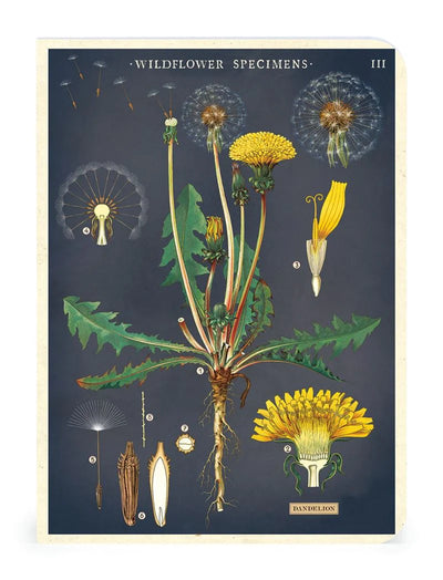 Puriri Lane | Cavallini & Co. | Wildflower Notebooks | Set of 3