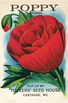 Puriri Lane | Cavallini & Co | Garden Variety | Glitter Postcards