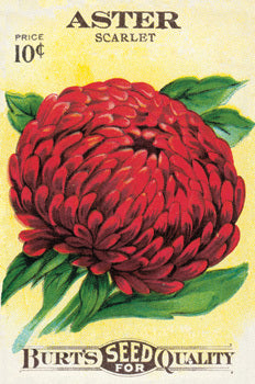 Puriri Lane | Cavallini & Co | Garden Variety | Glitter Postcards