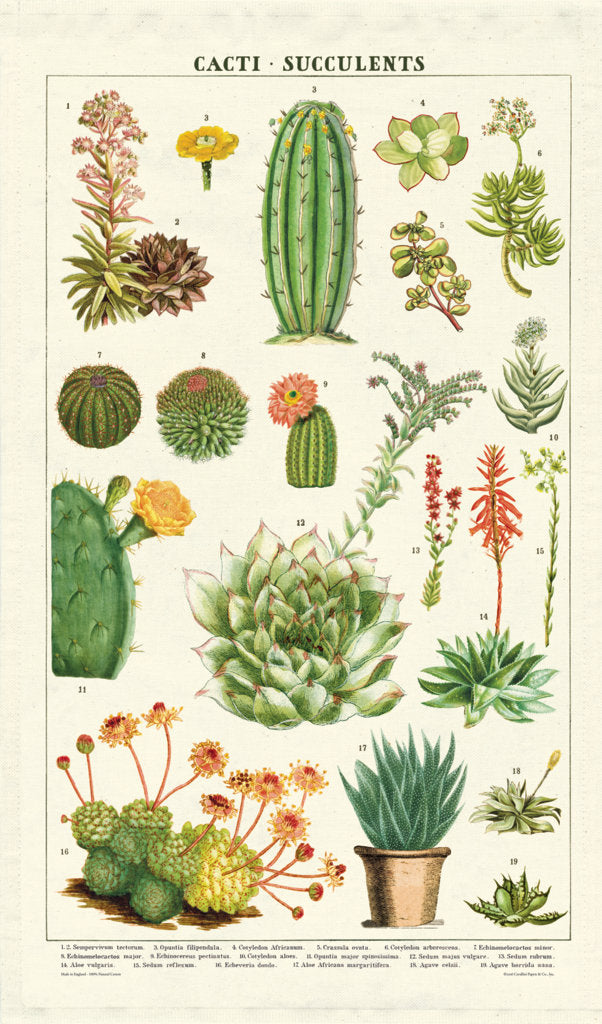 Puriri Lane | Teatowel | Cacti | Cavallini & Co