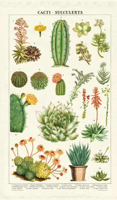 Puriri Lane | Teatowel | Cacti | Cavallini & Co
