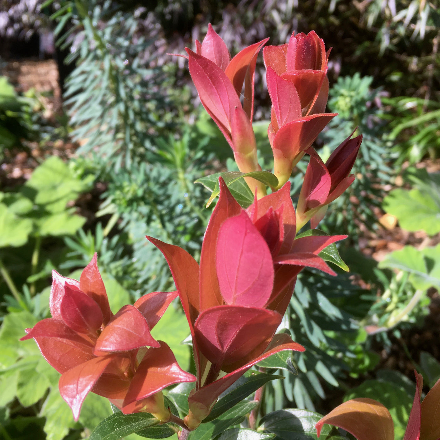 Puriri Lane | Cavendishia acuminata
