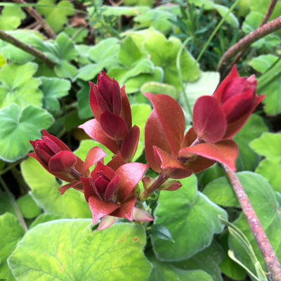 Cavendishia acuminata