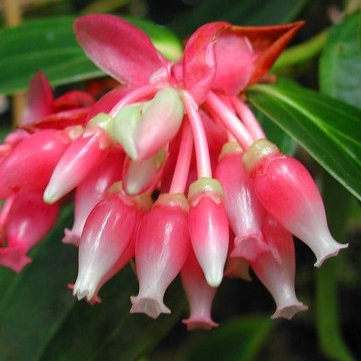 Puriri Lane | Cavendishia acuminata