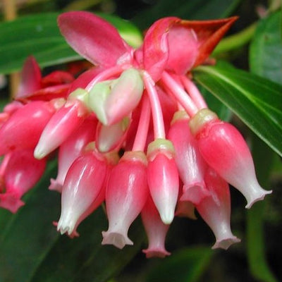 Puriri Lane | Cavendishia acuminata