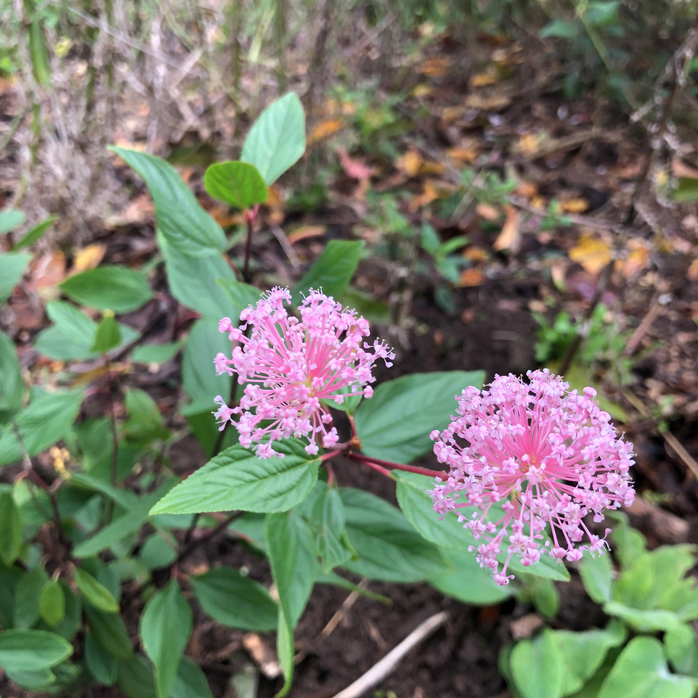 Puriri Lane | Ceanothus x pallidus | Marie Simon