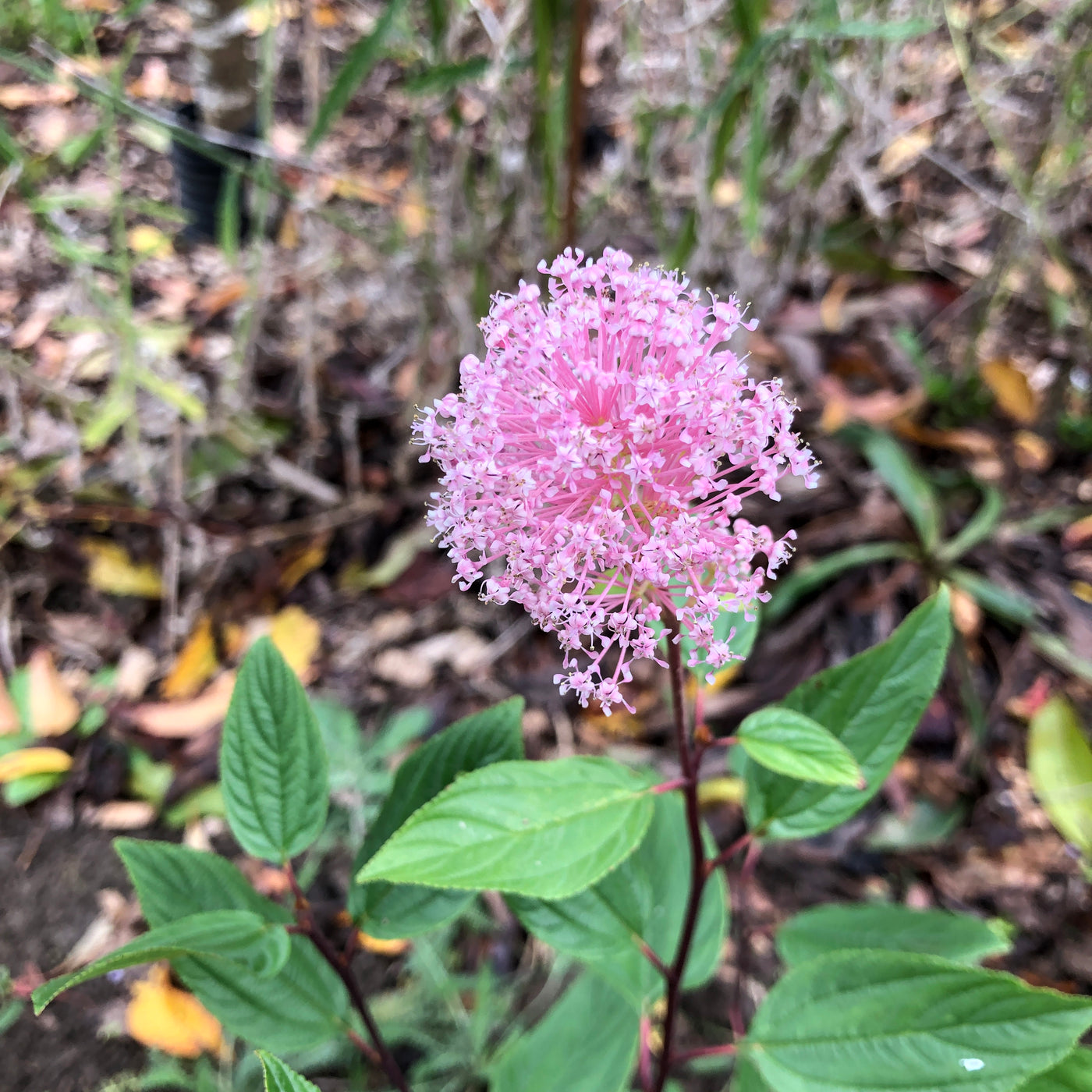 Puriri Lane | Ceanothus x pallidus | Marie Simon
