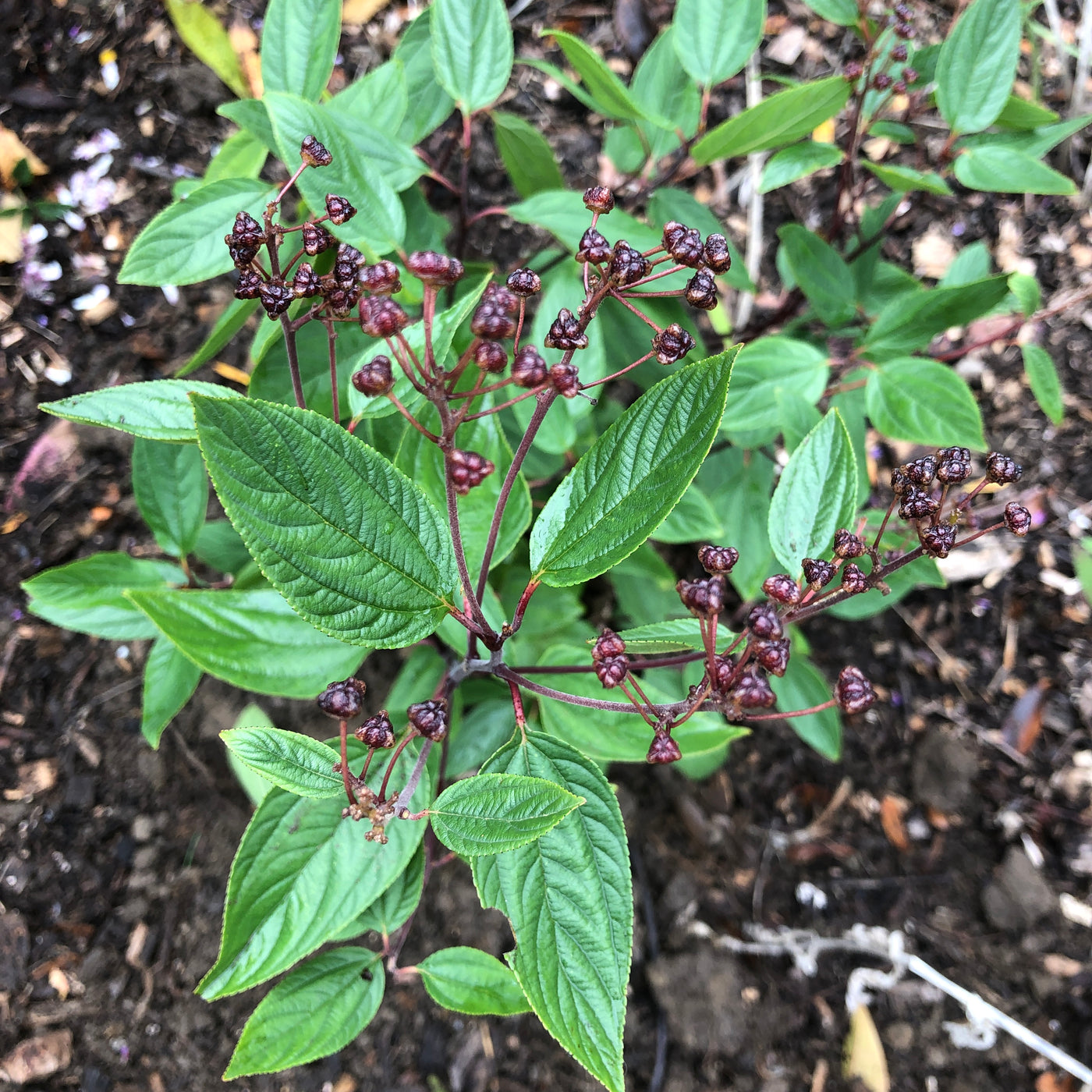 Puriri Lane | Ceanothus x pallidus | Marie Simon