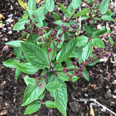 Puriri Lane | Ceanothus x pallidus | Marie Simon