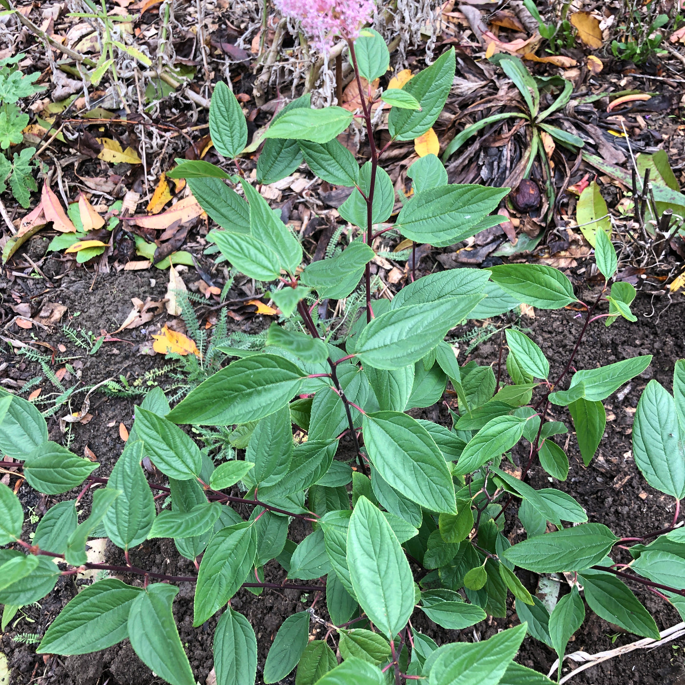 Puriri Lane | Ceanothus x pallidus | Marie Simon