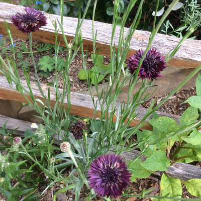 Puriri Lane | Centaurea cyanus | Blackball