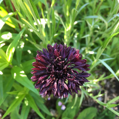 Puriri Lane | Centaurea cyanus | Blackball