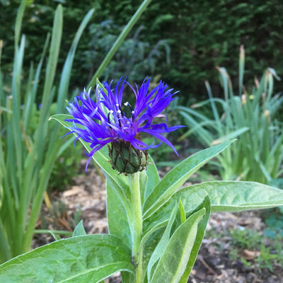 Puriri Lane | Centaurea montana