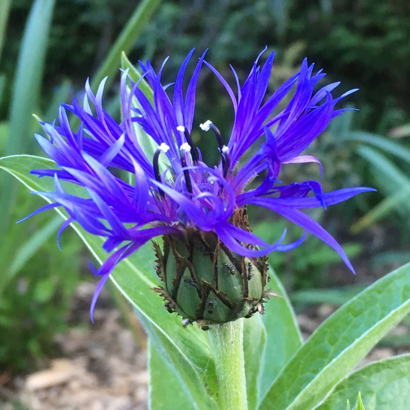 Puriri Lane | Centaurea Montana